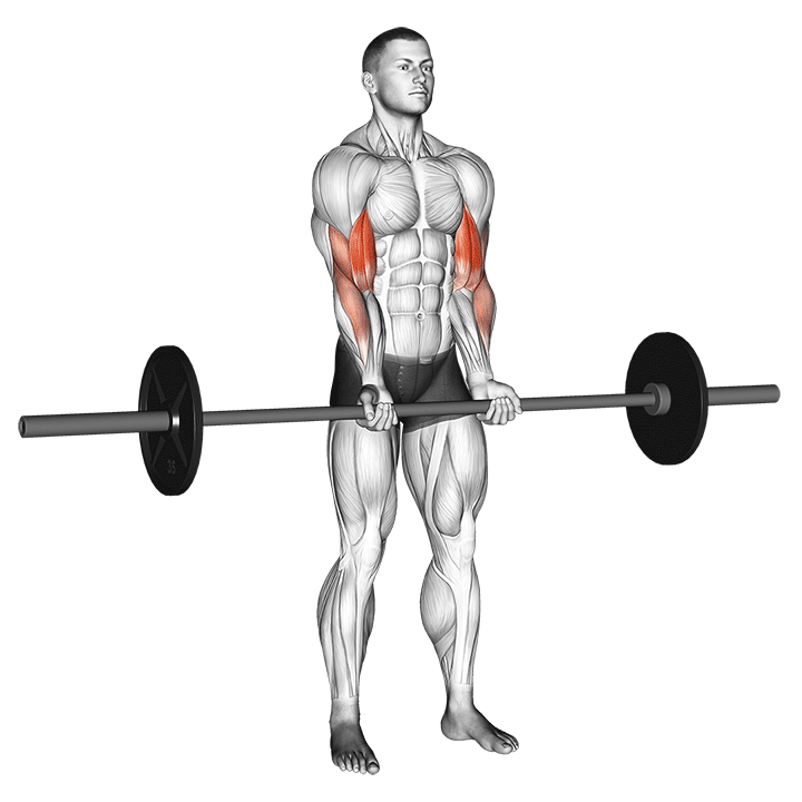 personaHaciendoCurlBicepConBarra